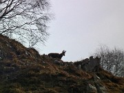 16 in lontananza un bel camoscio...